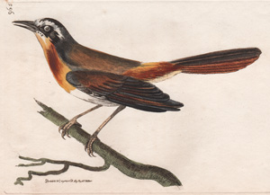 965 The Rufous-breasted Warbler